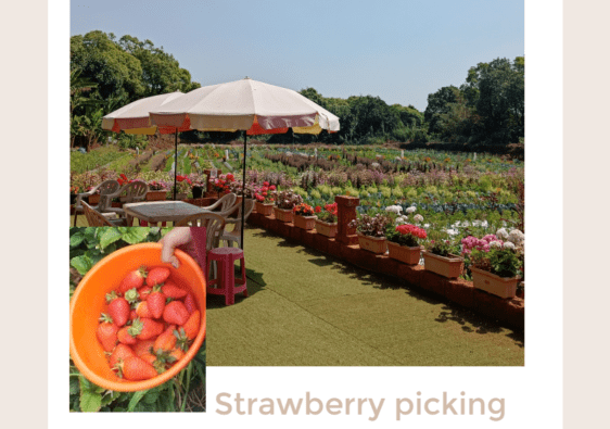 Strawberry picking at Mahabaleshwar