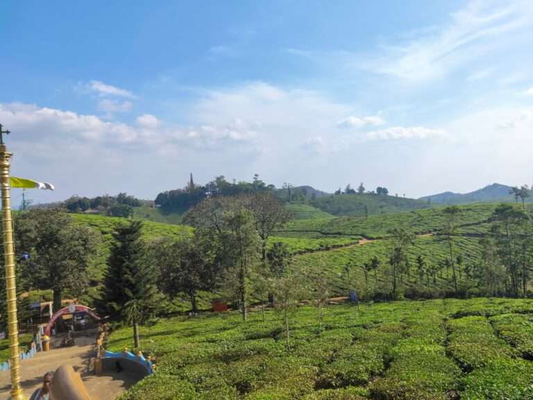 Kerala tea estate