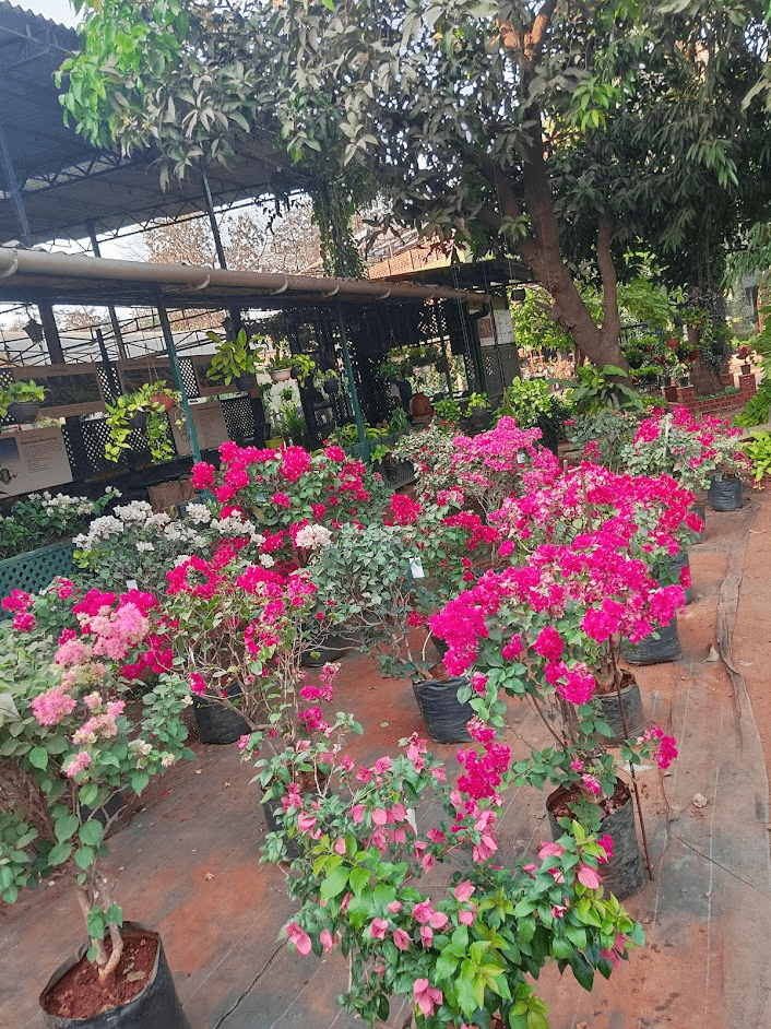 Flower plants at plant nursery Maharashtra
