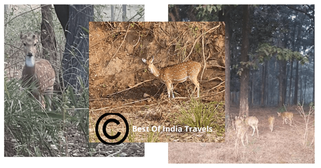Swamp Deers spotted at Kanha National Park
