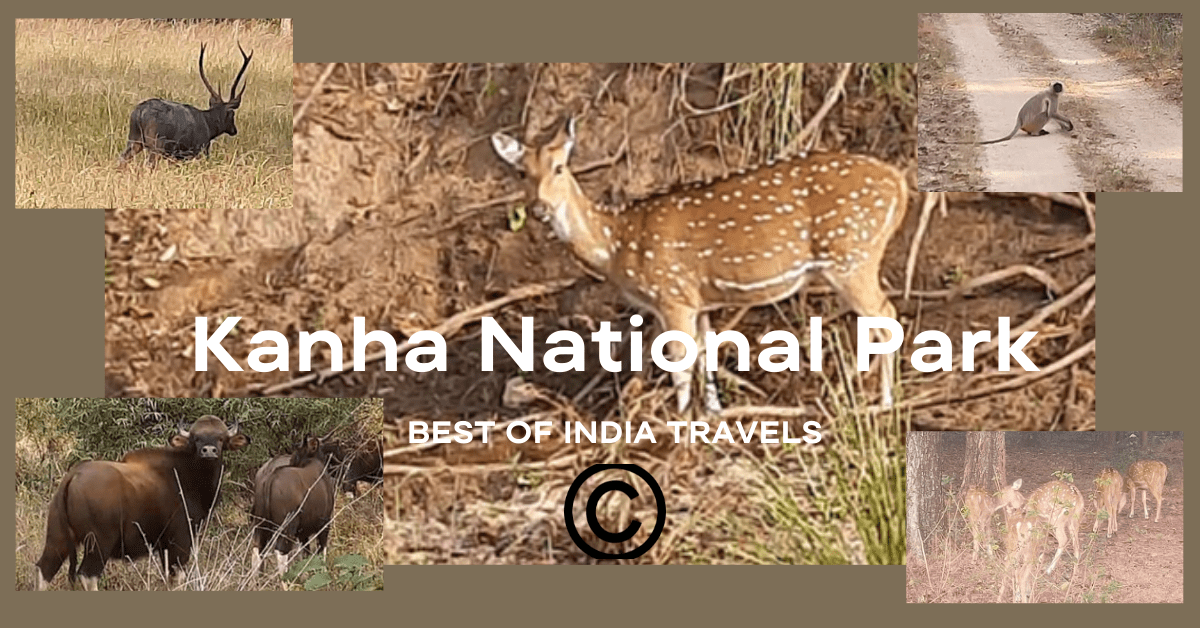 About Kanha National Park - Project Tiger Reserve - MP India
