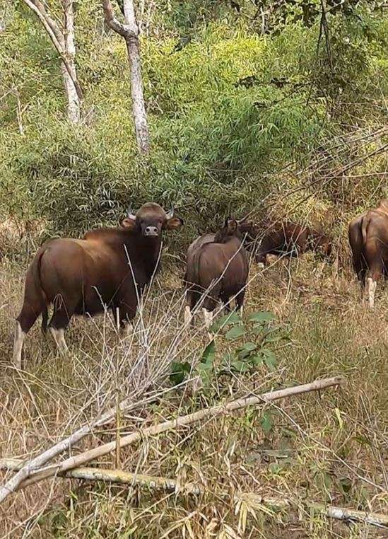 Indian bison spotted at Kanha National Park