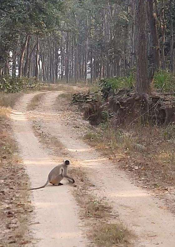 Monkey crossing the road at Kanha