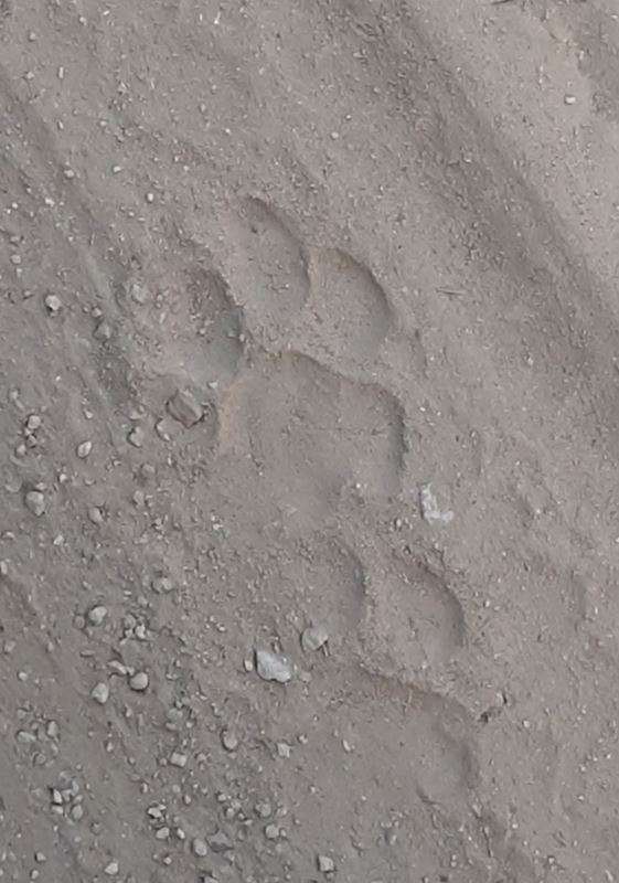 Tigers footprints spotted at Kanha