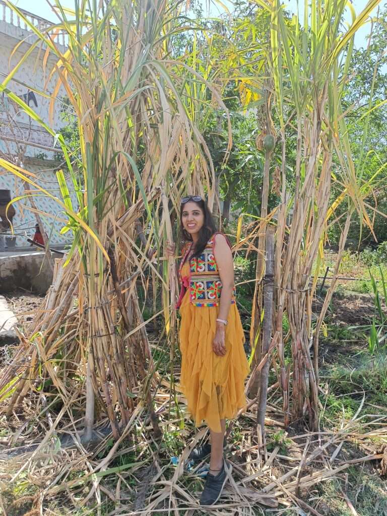 Sugarcane farms