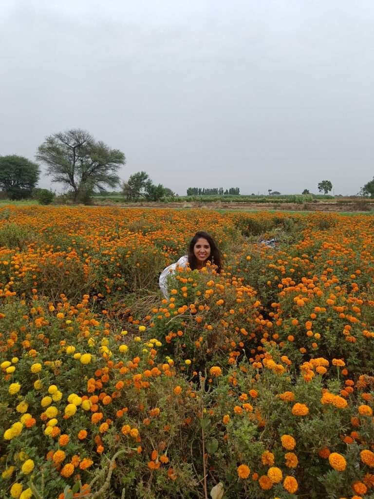 marigold fields