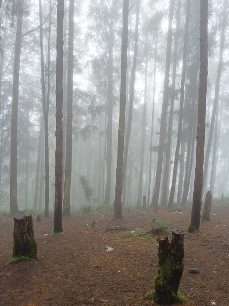 Ooty Pine Forests