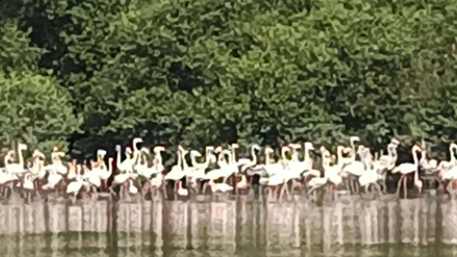 Flamingo Ride Thane Flamingo boat ride – All you need to know!