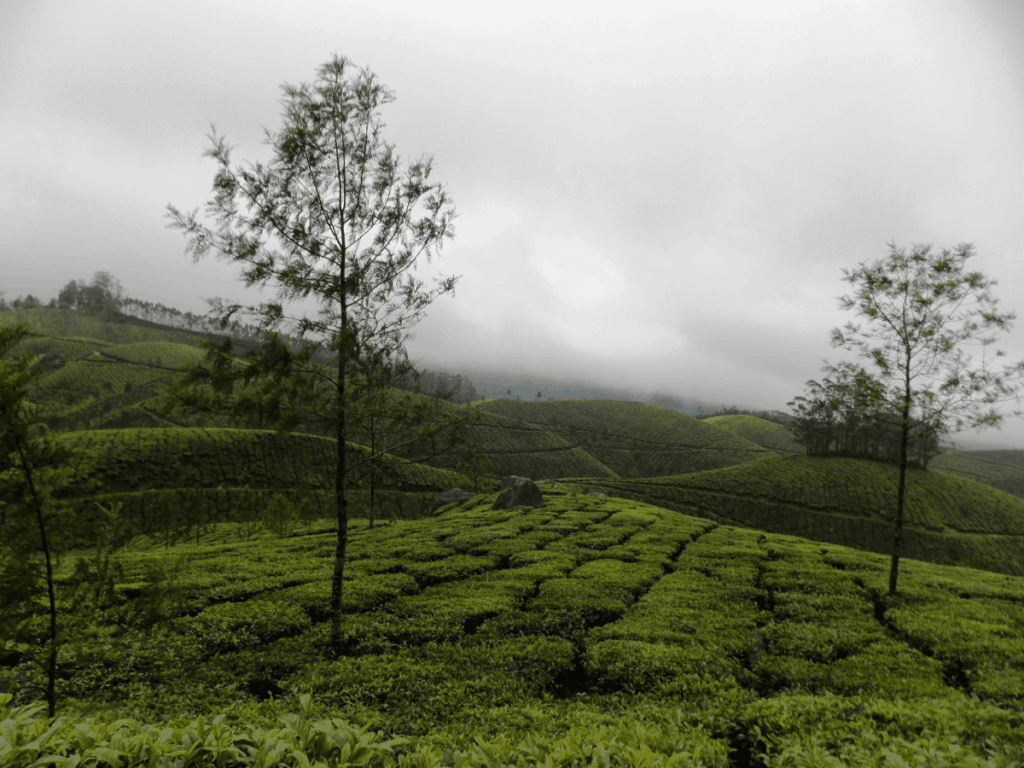 Munnar tea plantations
