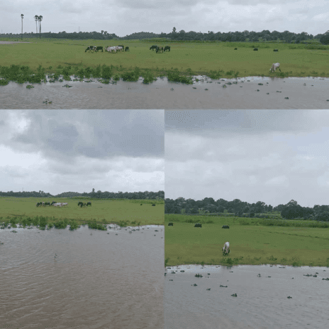 Netrang Club Mahindra Netrang Gujarat – Stay & Food Review