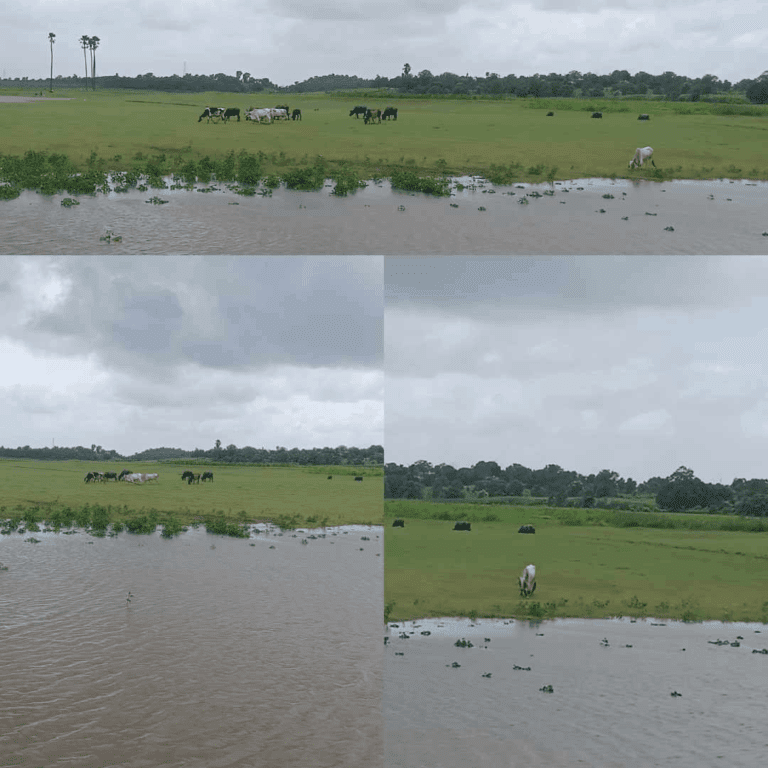 Netrang Club Mahindra Netrang Gujarat – Stay & Food Review
