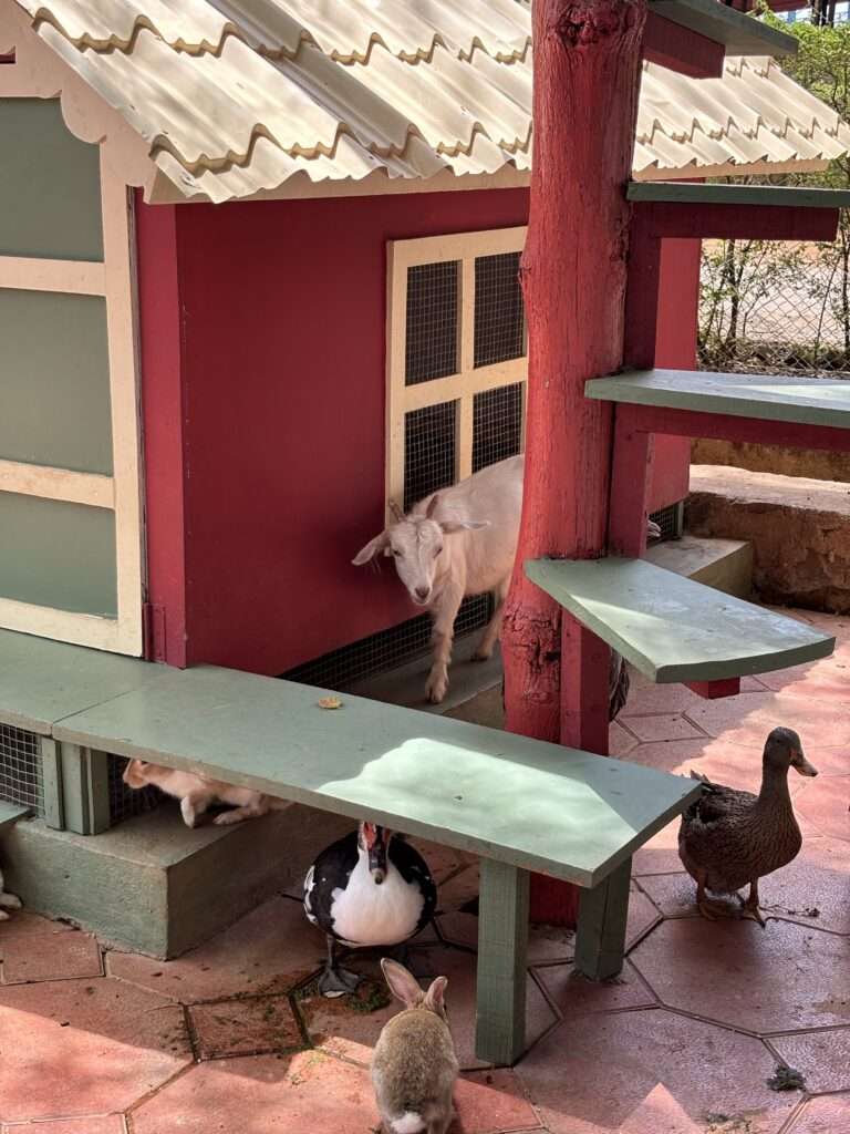 Parsi dairy farm- animal shed