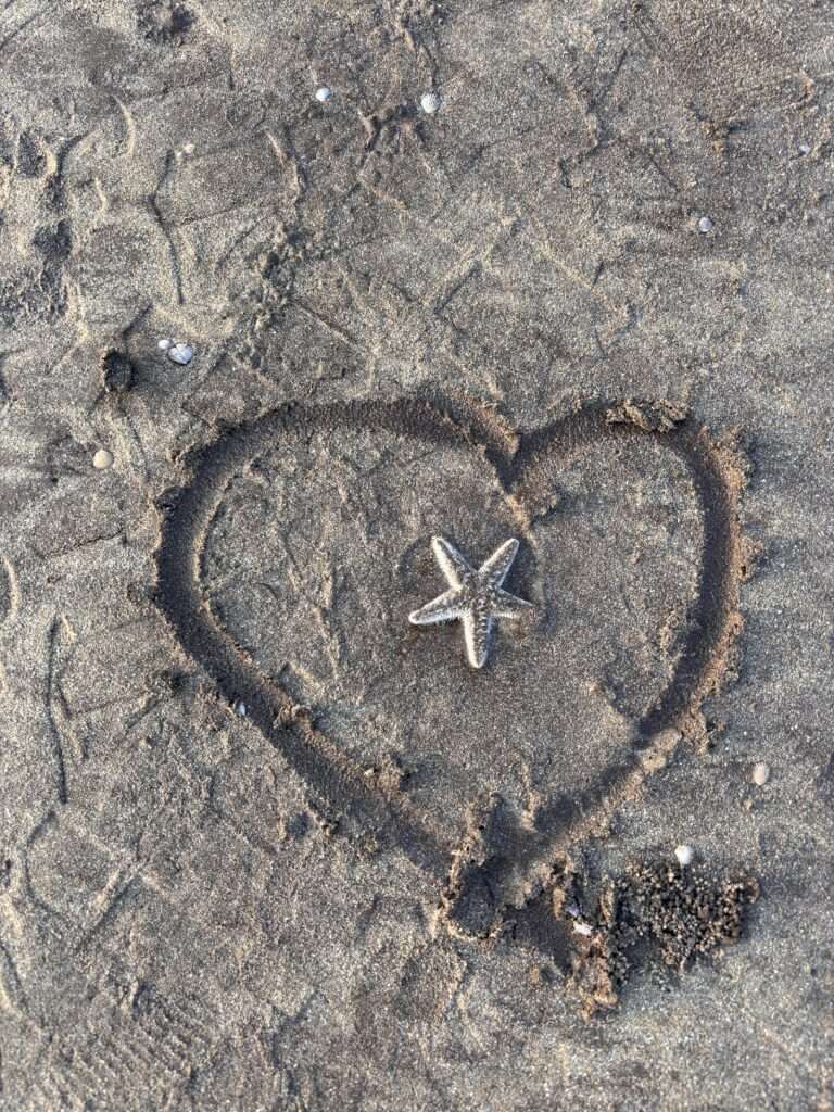 Starfish at Diveagar beach in Maharashtra