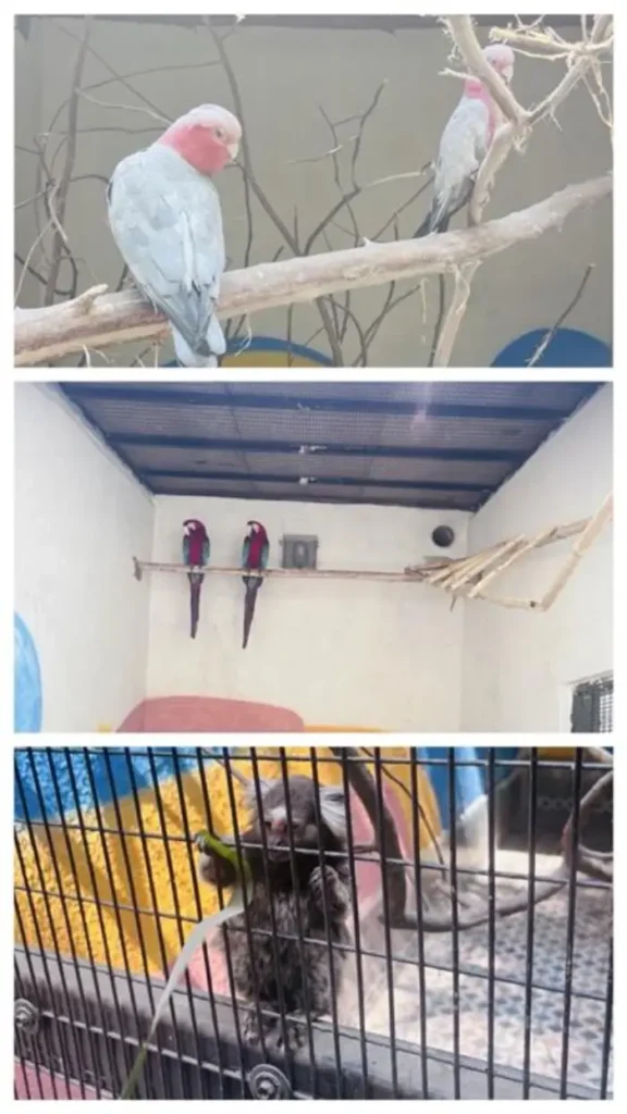 exotic bird sanctuary at aayush resort panvel