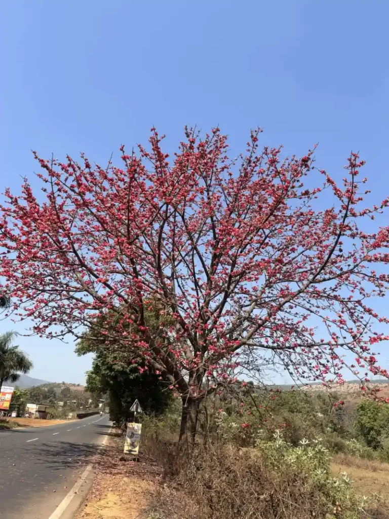 Tree-Lined Roads of Koyna – A Scenic Drive