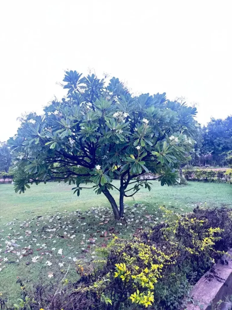 MTDC Grape Park Nashik Green Lawns